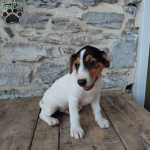 Max, Jack Russell Terrier Puppy
